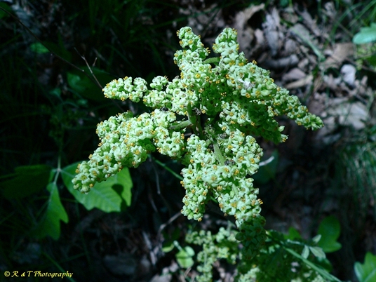 {Toxicodendron pubescens}